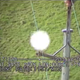 Illustration for article titled Most animals can see the flashing and glowing of power lines